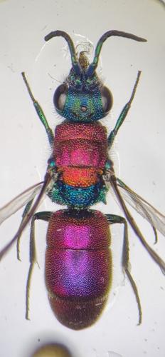 Réf. 301 723 : Chrysura dichroa